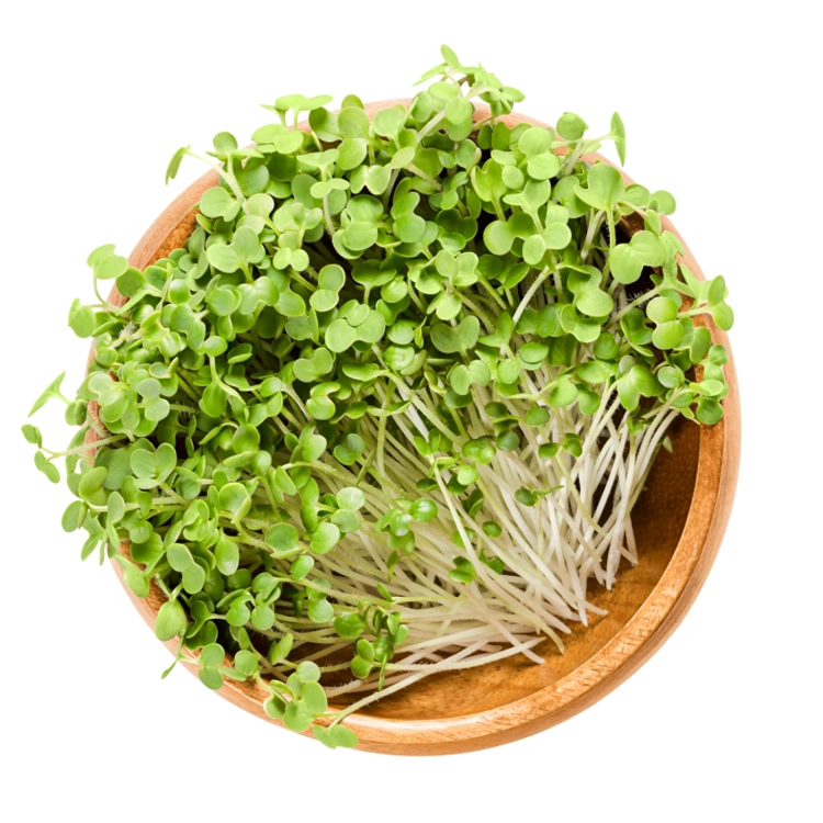 harvested microgreens