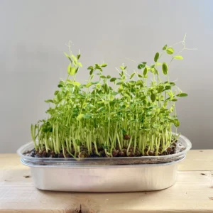 Microgreens Growing Kit Self-Watering & Reusable Organic Pea Sprouts