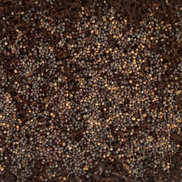 seed density of salad seed microgreens