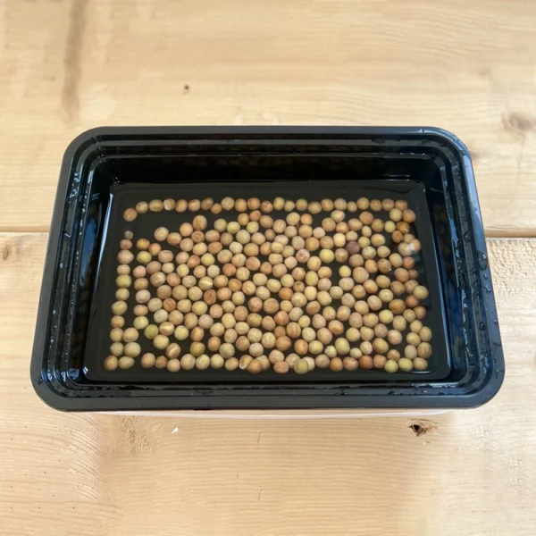 soaking seeds in water before planting